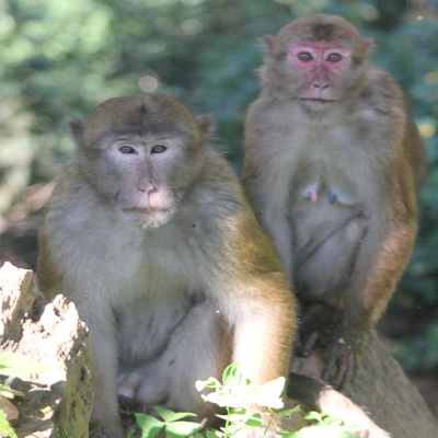 Assames Monkey Pair At Nagarjung